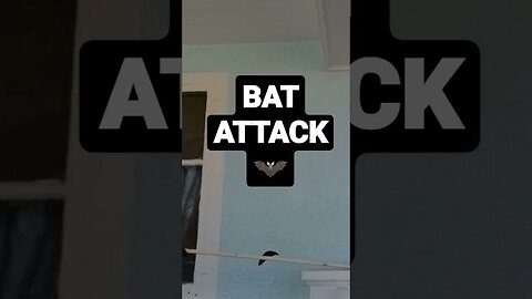 Poked This Bat and He Came Right At Me!