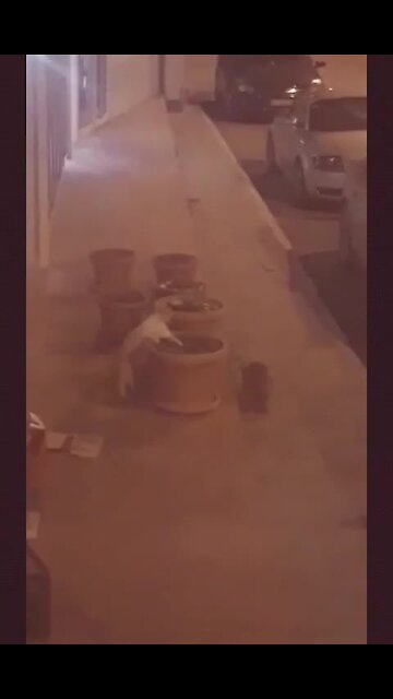 Alpha cat kicks kitty out of his favorite spot