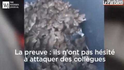 Raw Footage Leaks From Paris: Video Shows Rat Infestation France Is Trying To Keep Quiet