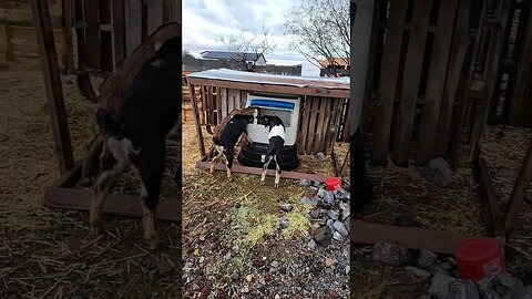 I need to make a Goat feeder!