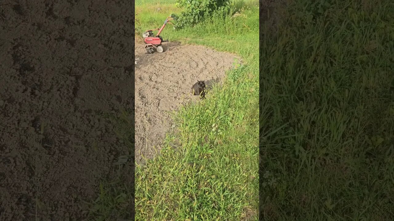 Binx 🐈‍⬛ followed me to the Garden