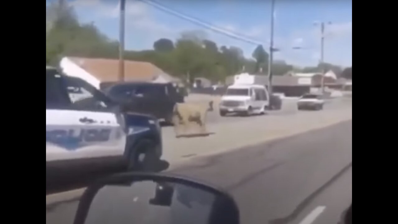 Police Chase A Cow Down The Street...Cow Attacks Man