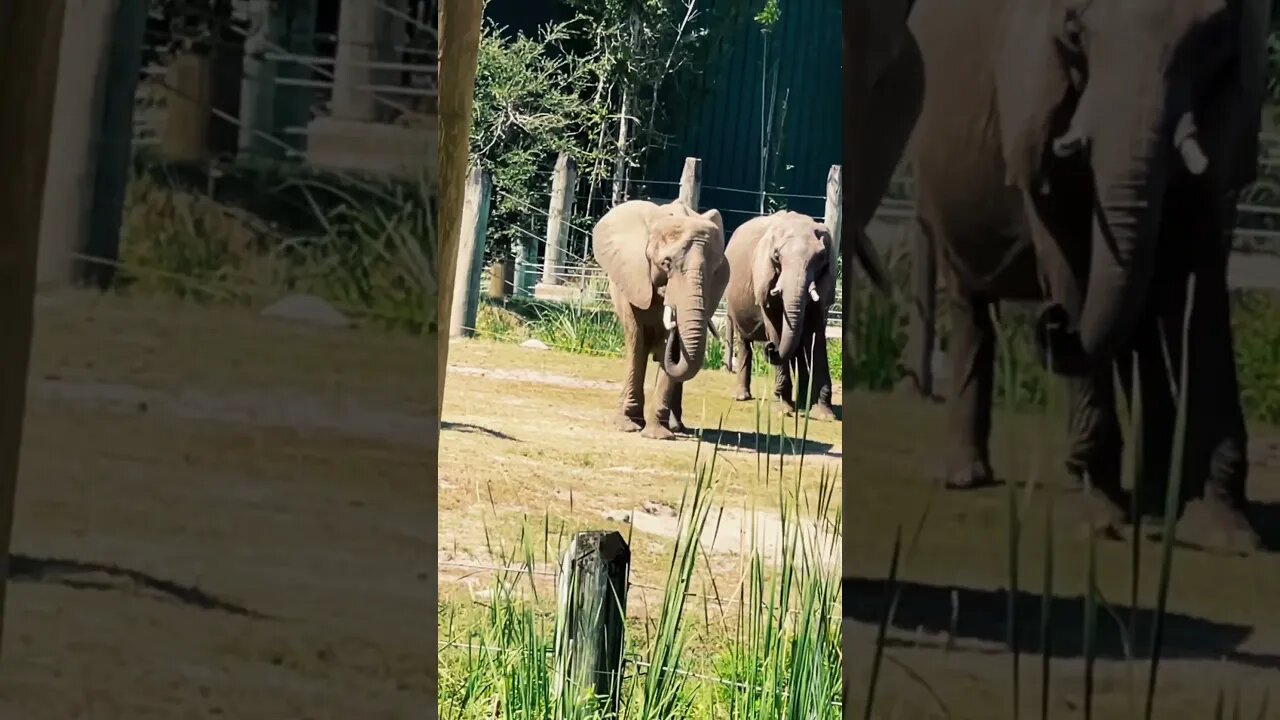 Elephant ๐ Gives me โWhat are YOU looking ๐ atโ #elephant #elephants #animalsfunny #animalshorts