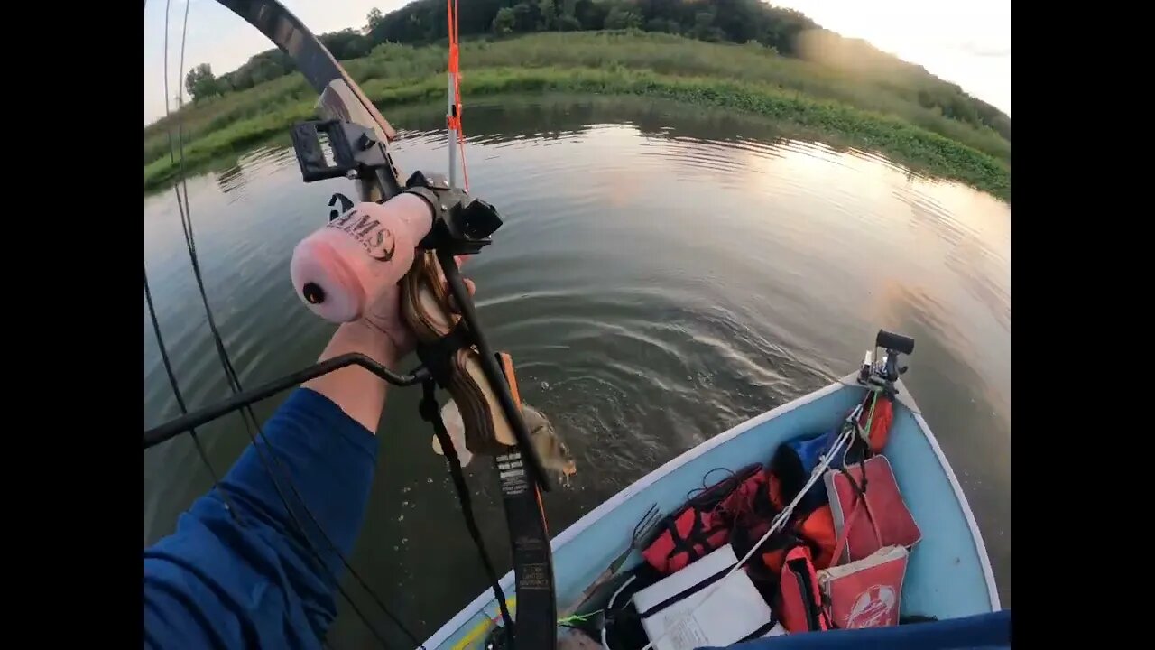 Carp shooting from the boat in the upper waters of Saylorville Lake.