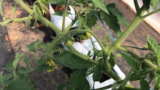 First Tomatoes in the Sunfinch Hoophouses