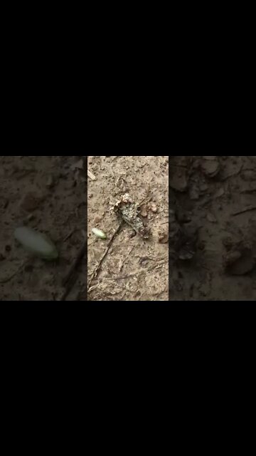 Cuban Cockroaches are out in winter time…. Lol crazy 😜