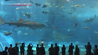 Aquariums | Japanology Plus - S02E94 | NHK World