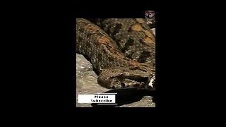 Armenian Viper Facts #shorts #amazingfacts #animals #snake