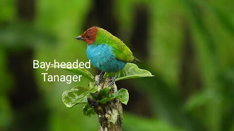 Bay-headed Tanager