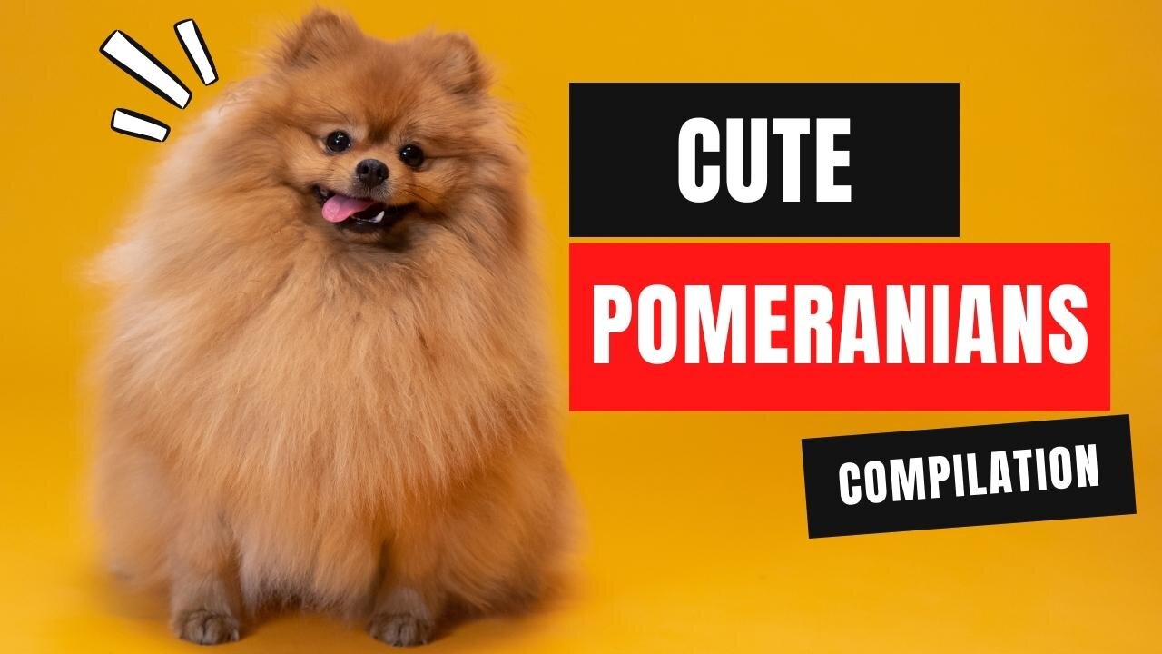 Cute And Funny Pomeranians Compilation | Smart Puppy | Lovely Pet