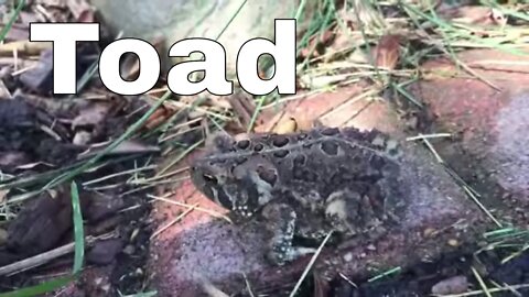 Toadie McToadface