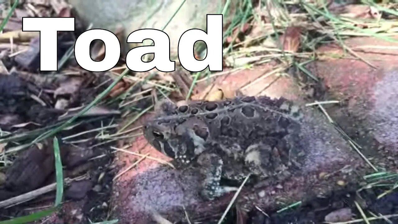 Toadie McToadface