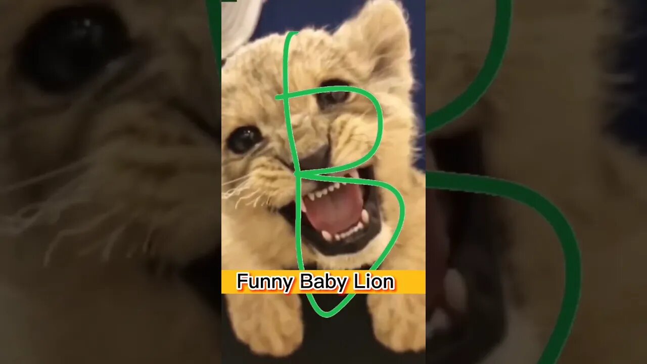 Funny Baby Lion. #feedshorts #shorts