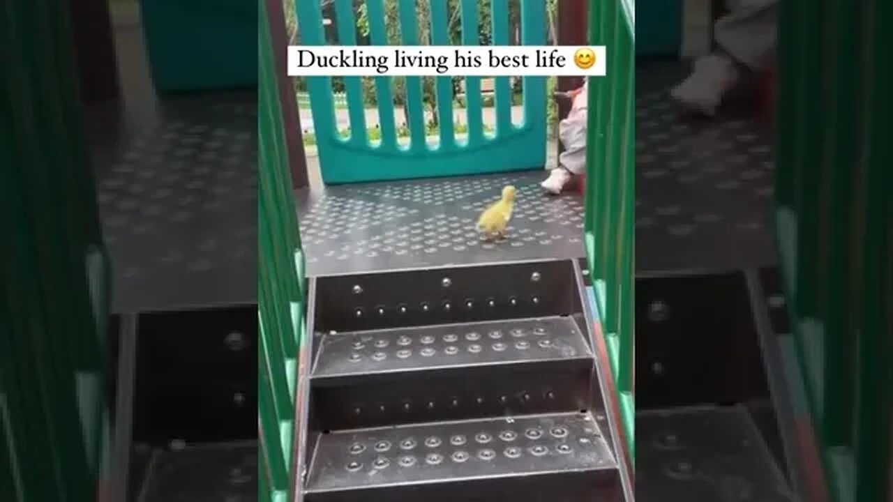 Duckling befriends a toddler