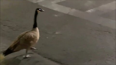 Reunited With The Excalibur Goose?