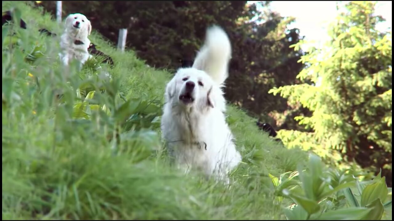 The correct behavior in front of Livestock guardian dogs