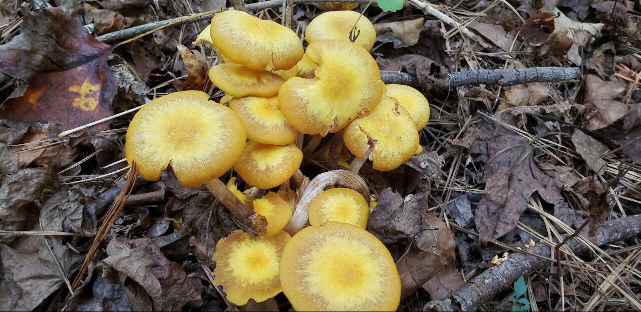 Foraging ringless honey mushroom at Georgia