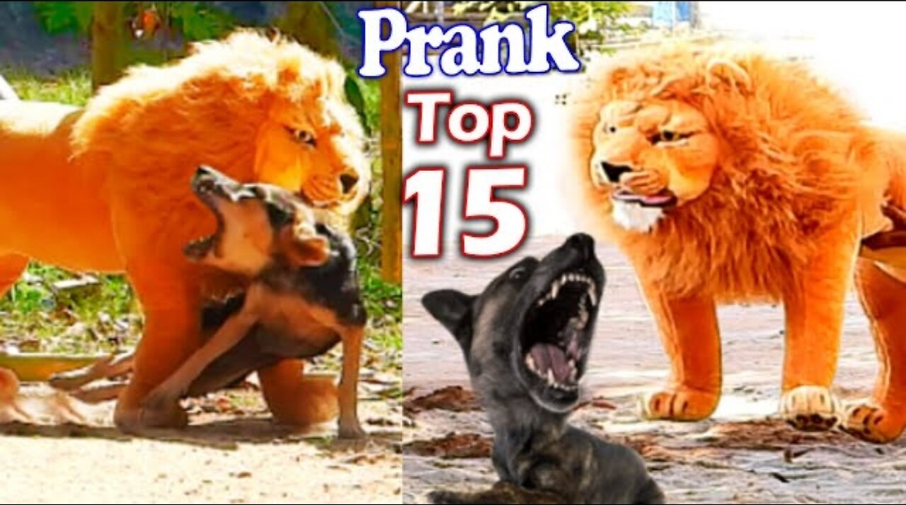 Best Prank Collection Top 15 - Fake Lion Prank Real Dog Super Funny - Try Not To Laugh Challenge