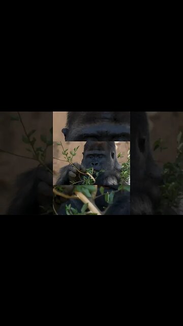 There has been a supervised cover up of the truth behind the Acámbaro Figures but why if a Hoax ?