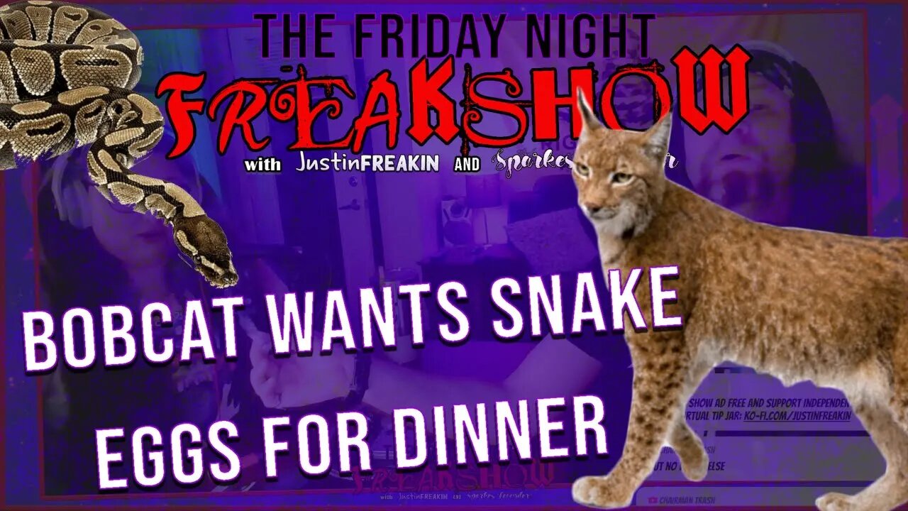 Video Shows Florida Bobcat Fighting With Burmese Python