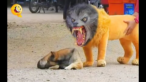 Troll Prank Dog Funny & Hilarious Fake Tiger Prank