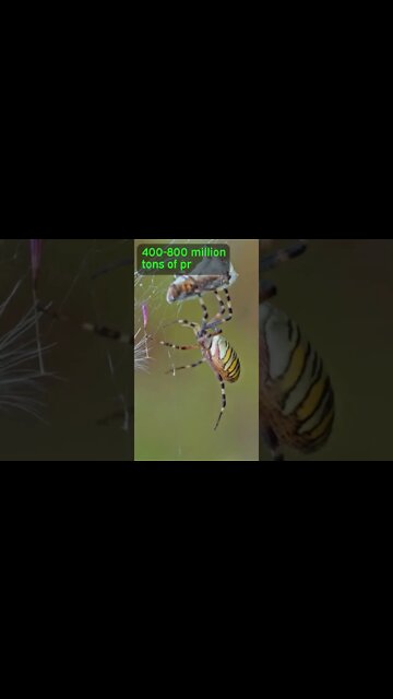 Spiders Could EAT US ALL!