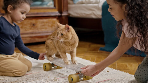 Kids Playing Happily With Their Cat On A Skateboard