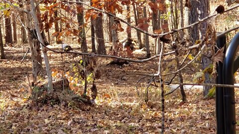 Backyard Turkey Surprise!