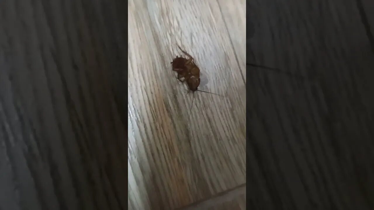 Cockroach