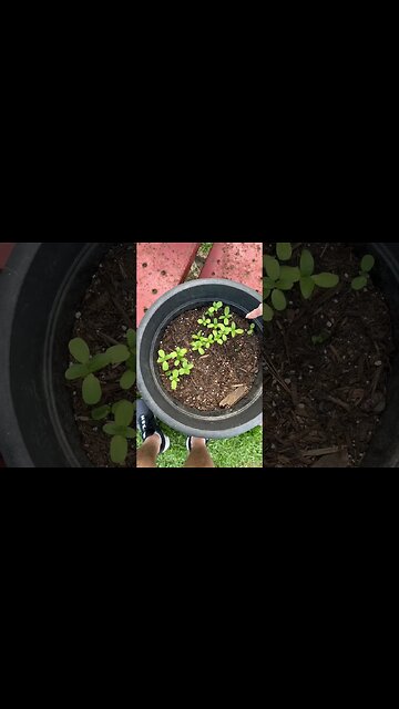 Michelle’s woke sunflowers ￼