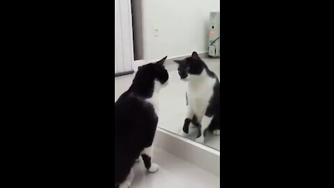 The cat looks at himself