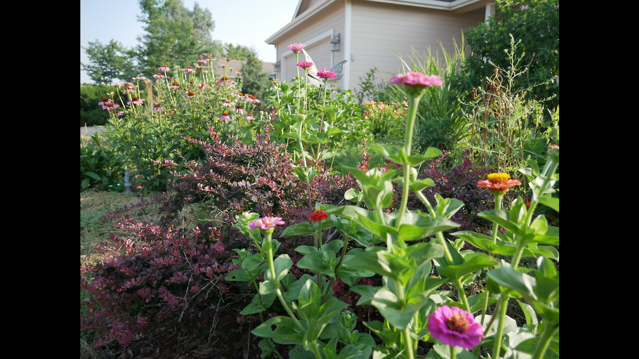 Polyculture - KEY to Garden Success