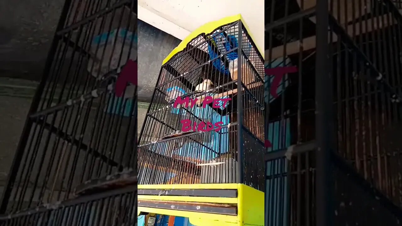 My Birds