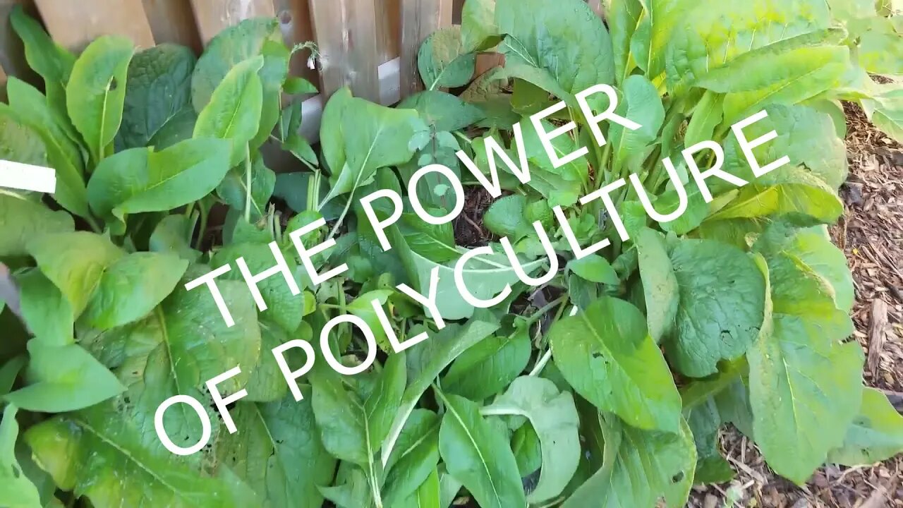 Urban Permaculture - Tom, Sam and Pale - updates!