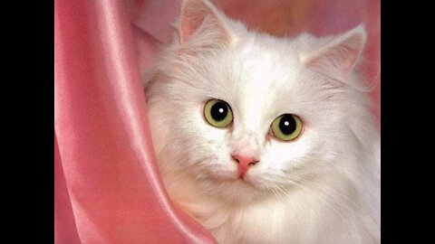 The most funny clips for cats, part two