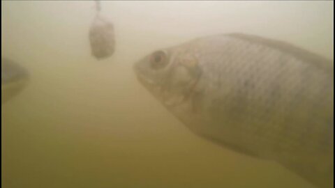 Fishing with underwater camera attached - close-up fishing bait