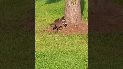 Our rehabbed momma bringing her babies with her for her afternoon snack This was our first glimpse