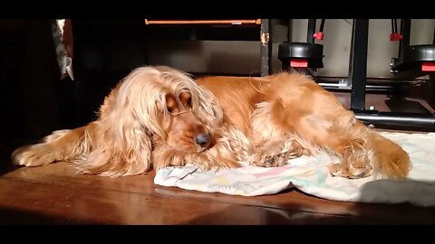 #dogshow , #animals , #dogs , #shorts
