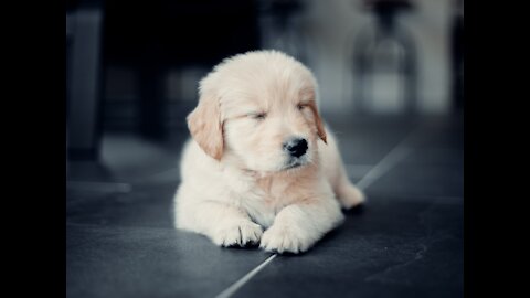 Watch Cute baby animals Videos