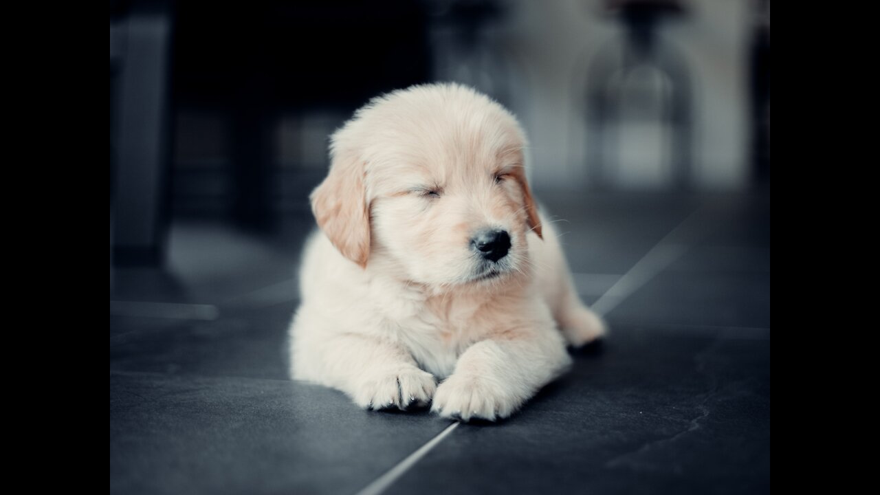 Watch Cute baby animals Videos