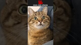 Amor a primeira miada