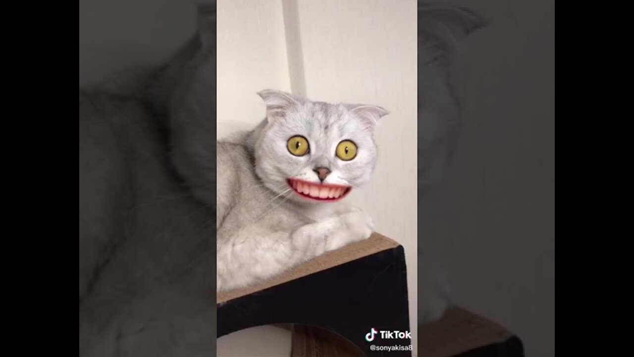 🐈🐈FUNNY CAT VIDEO🐈🐈 HAHAHAHAHAH🐱🐱 -PART-25 | 2021 | WOW🐱🐈🐱