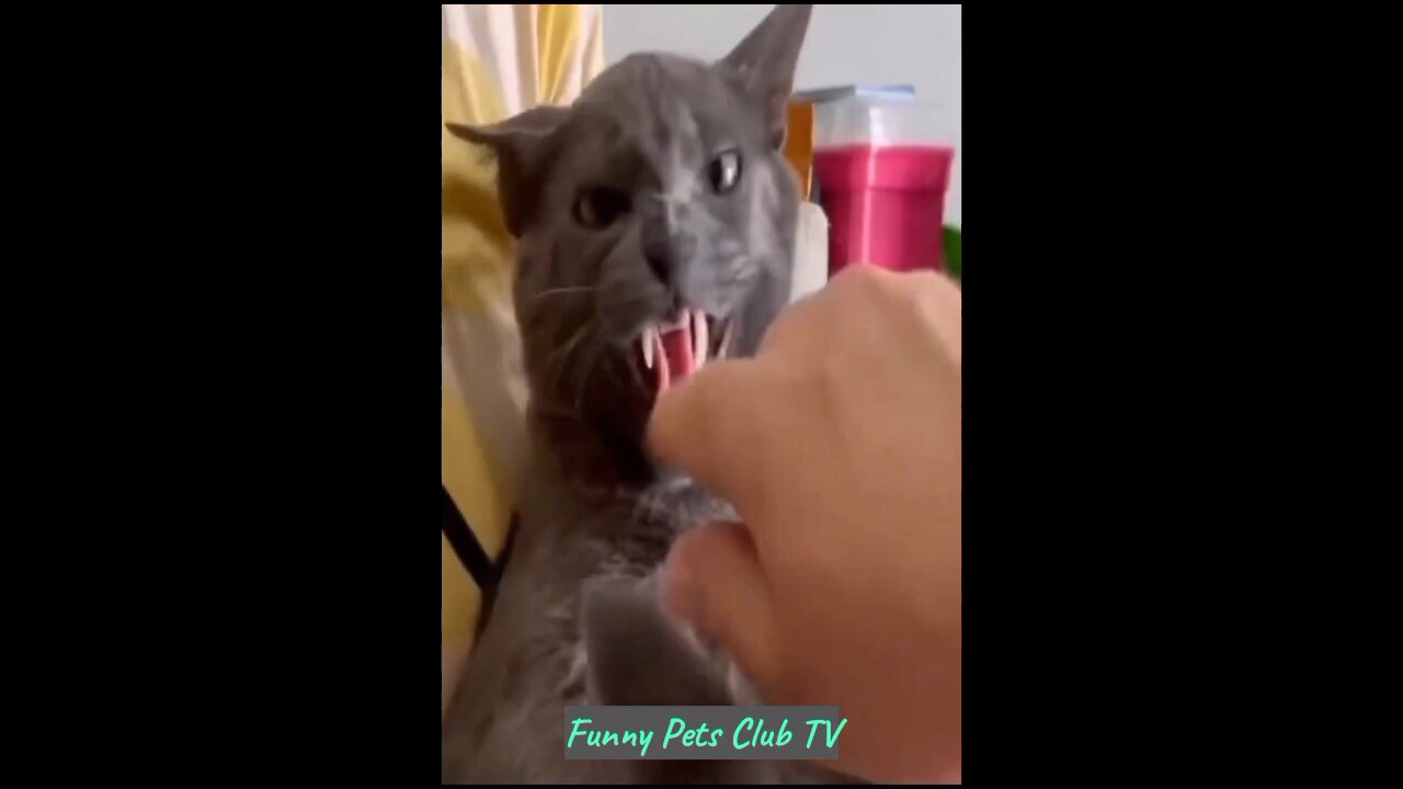 Funny animal video 😂