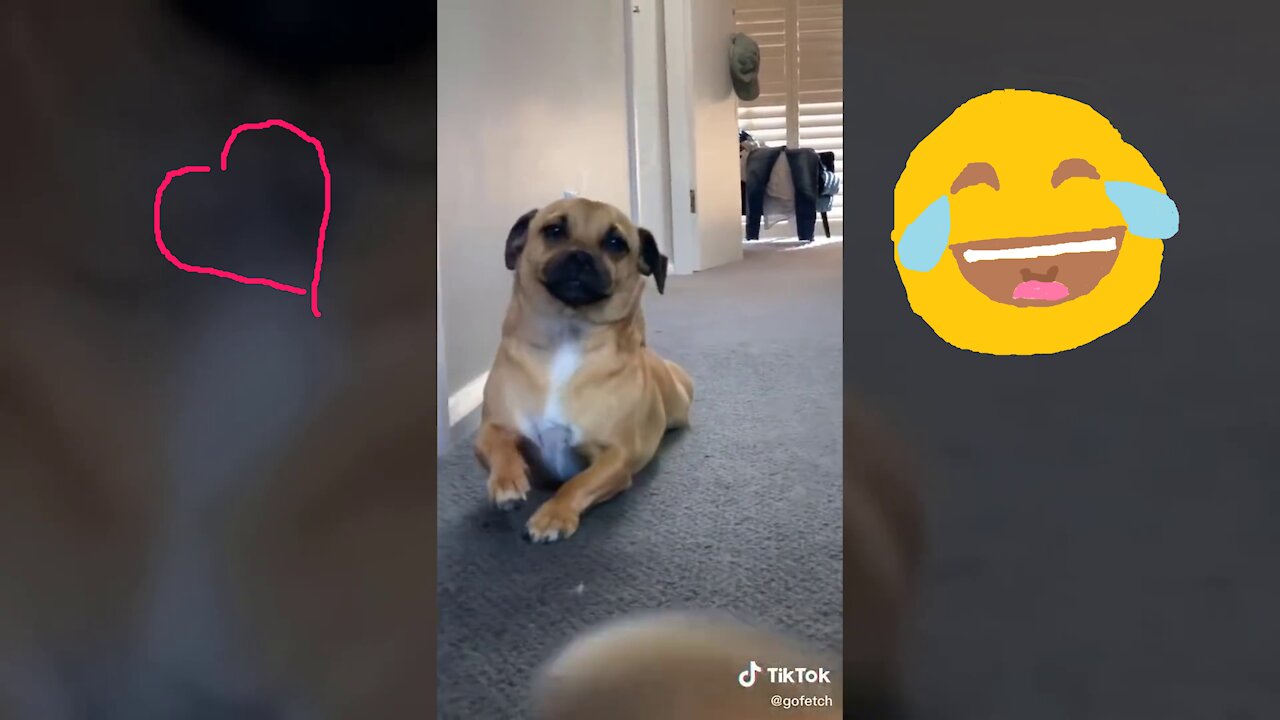 Having a Bad day ! 3 minutes of funny pets