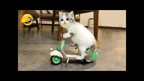 New Funny Videos 2023 😍 Cutest Cats and Dogs 🐱🐶 Part 1