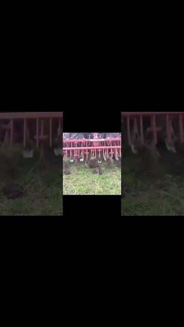 New myth #Shorts #ytshorts #dailyhackness #challenges #doityourself #useful