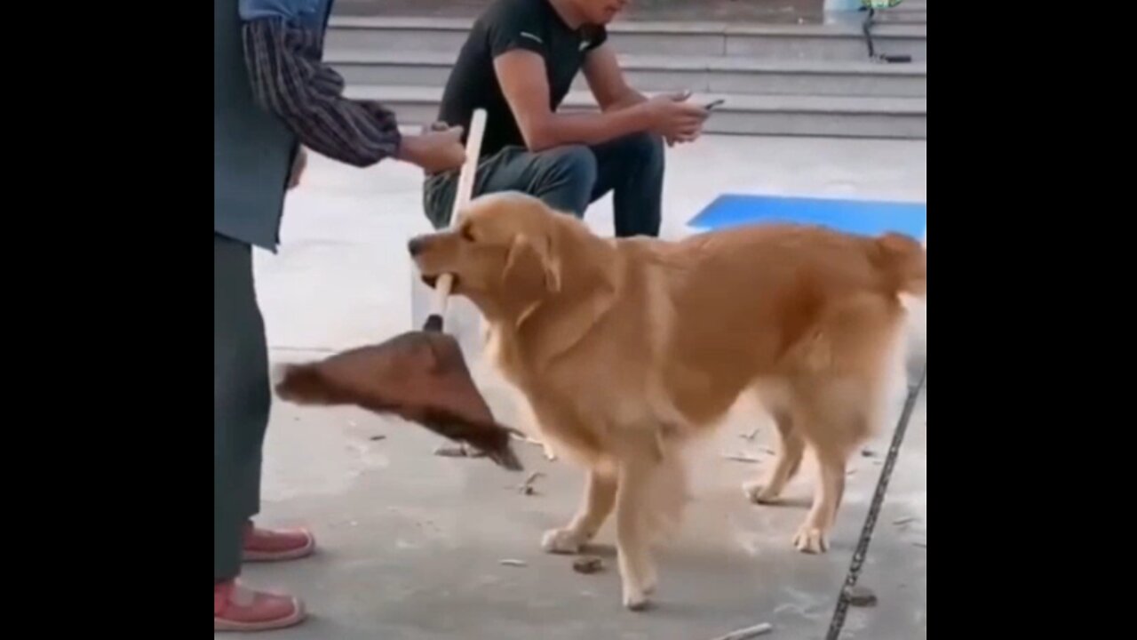 Funny dog-The dog forces the man to sweep the yard