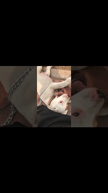 Angel wolf #dog #angel #cute #dog