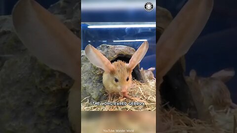 Long-Eared Jerboa 🐰 Adorable Mini-Kangaroo Explorers!