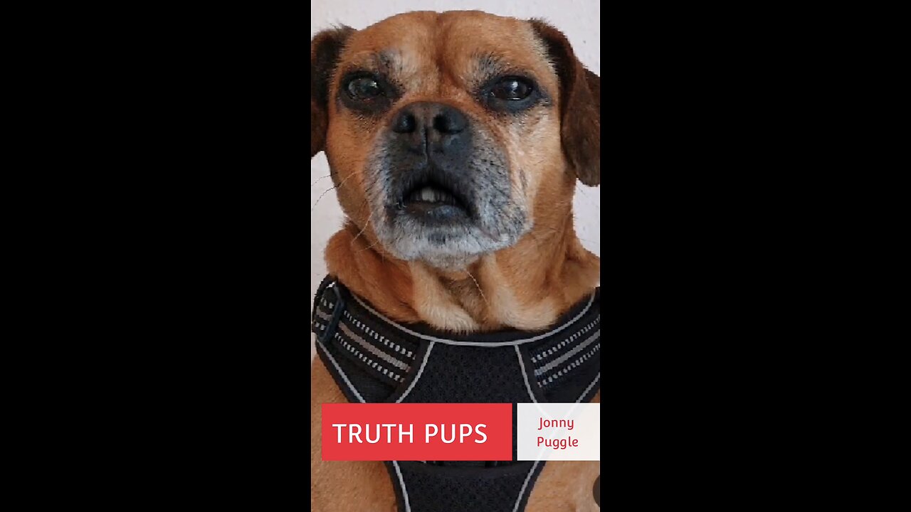 Truth pups 1230b